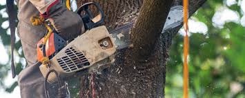 Reliable Manchester Center, VT Tree Services Solutions