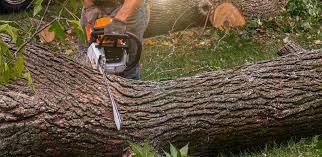 Best Lawn Grading and Leveling  in Manchester Center, VT