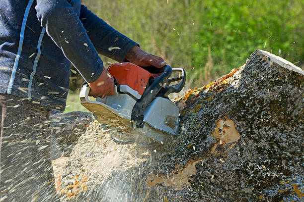 Best Palm Tree Trimming  in Manchester Center, VT
